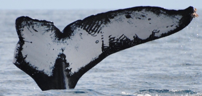 Coursewhale