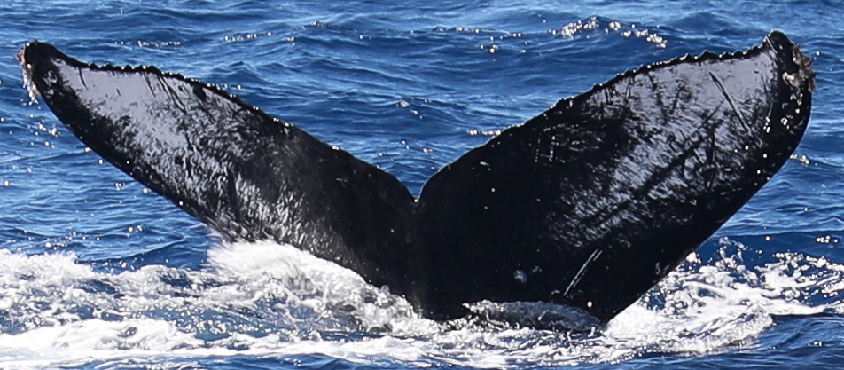 Coursewhale