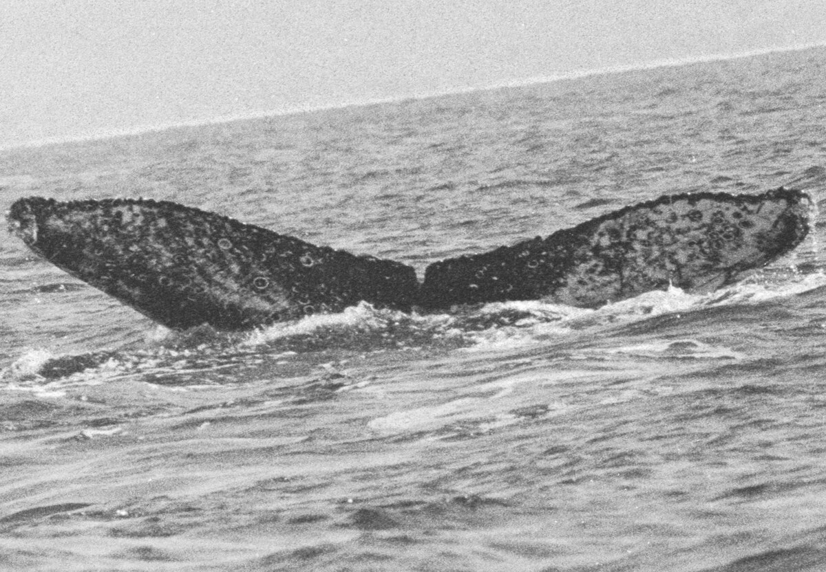 Coursewhale